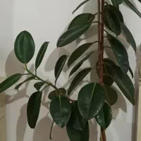 فیکوس بسیار سرحال و جوونه زده