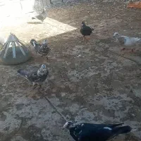 کفتر|حیوانات|خواف, |دیوار