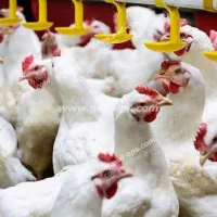 استخدام کارگر ساده جهت مرغداری