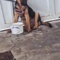 فروش سگ ژرمن شپرد ۶ ماهه باهوش