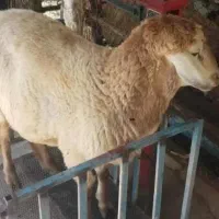 /عرضه گوسفند زنده ارسال با قصاب و باسکول شبانروز/