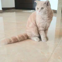 گربه اسکاتیش پرشین