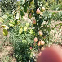 خدمات درختان میوه|خدمات باغبانی و درختکاری|اراک, |دیوار