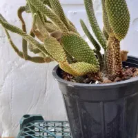 گل کاکتوس.معاوضه