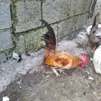 خروس مینیاطوری|حیوانات مزرعه|رویان, |دیوار