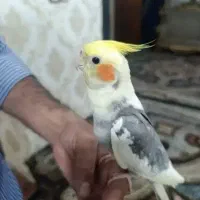 عروس هلندی نر|پرنده|اسدآباد, |دیوار