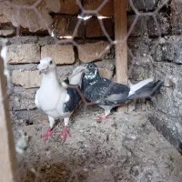 نر و ماده کویتی