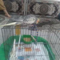 عروس هلندی