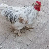 خروس جوان پر پا|حیوانات مزرعه|مشهد, ایثار|دیوار