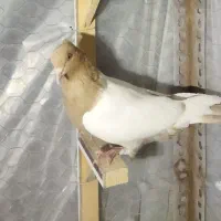 سینه زرد نر معاوضه