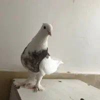 طوقی سرور|پرنده|اردکان, |دیوار