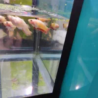 فایتر پلاکت|ماهی|تهران, تهرانسر شمالی|دیوار