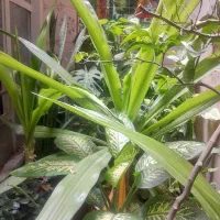 فروش تعدادی گل آپارتمانی و گلخانه ای