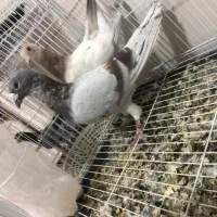کفتر|پرنده|بیرجند, |دیوار