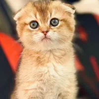 شهر گربه های اسکاتیش اشرافی|گربه|کرمانشاه, |دیوار