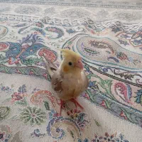 عروس جوجه دستی