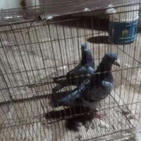 کفترجفتگاه