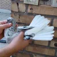 جوجه نر دمسفید دوری