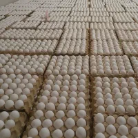 تخم مرغ صنعتی سفید