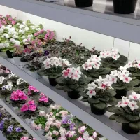 خاصترین واریته های بنفشه آفریقایی 420نوع متنوع