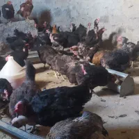 مرغ محلی تخم گذار