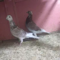 کبوتر سار اوقون