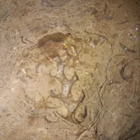 فسیل ستون فقرات