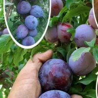 نهال جردو،انار،گوجه سبز