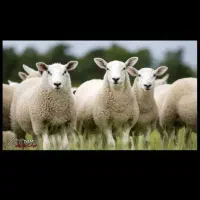 گوسفند فروشی|حیوانات مزرعه|تهران, تجریش|دیوار