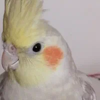 عروس هلندی|پرنده|سبزوار, شهرک ابوذر|دیوار