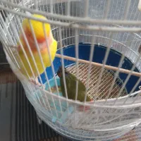 یک جفت کوتوله برزیلی