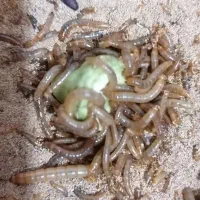 میلورم ارگانیک