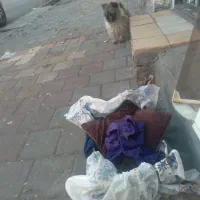 بوبی شیتزو اصل نر ۱۵۰۰تومن|سگ|مشگین شهر, |دیوار