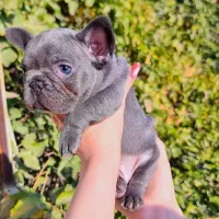 فرنچ بولداگ بلو و لیلاک تن