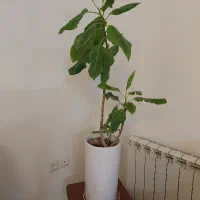 گل و گلدان