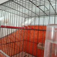 تعدادی قناری بفروش میرسد