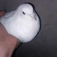 دونه ای ۴۰۰