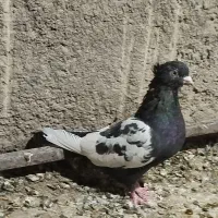سینه تافته ای ماده|پرنده|مرودشت, استادیوم‎|دیوار