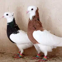 کفتر کاشمر|پرنده|کاشمر, |دیوار