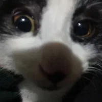 گربه|گربه|گرگان, |دیوار