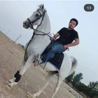 فروش مادیون|اسب و تجهیزات اسبسواری|ساوه, |دیوار