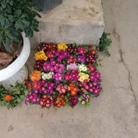کلیه کارهایی باغبانی سم پاشی تیلرزنی گلکاری هرسکار