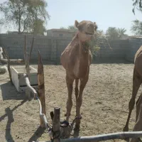 شتر ماده دوساله هست قیمت 58میلیون|حیوانات مزرعه|تخت, |دیوار