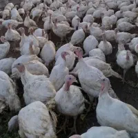 بوقلمون گوشتی سبک وزن 7 کیلو تا 12 کیلو|حیوانات مزرعه|تایباد, |دیوار
