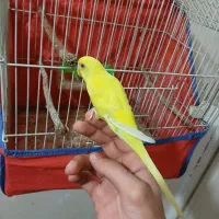 مرغ عشق فول دستی