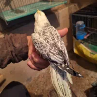 عروس هلندی ماده|پرنده|جونقان, |دیوار