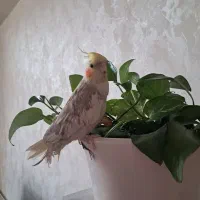 عروس هلندی نیمه اهلی