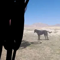 سگ .|سگ|سردرود, |دیوار