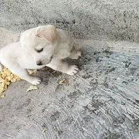 توله پاکوتاه