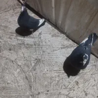 کفتر|پرنده|کرمان, |دیوار